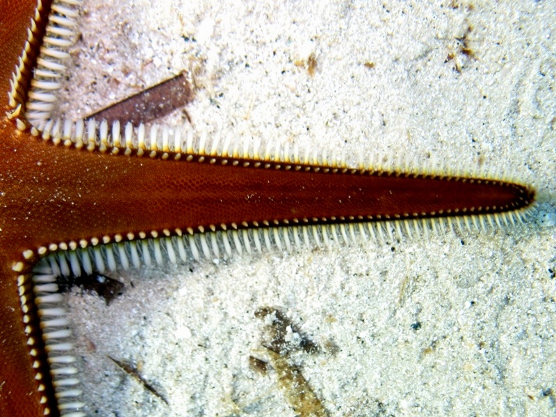 Astropecten bispinosus (Otto, 1823)